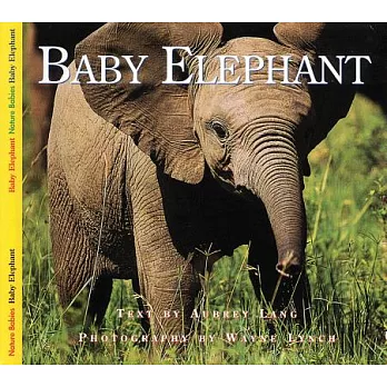 Baby elephant /