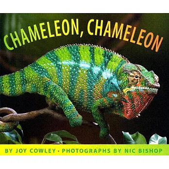 Chameleon, chameleon /