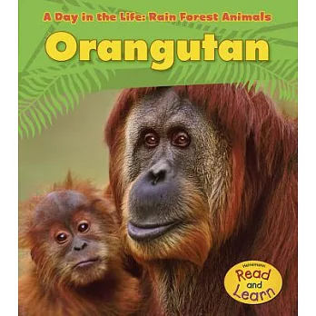 Orangutan (Classroom Set)