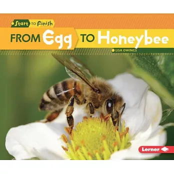 From egg to honeybee