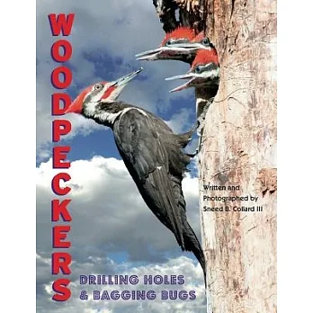 Woodpeckers : drilling holes and bagging bugs /