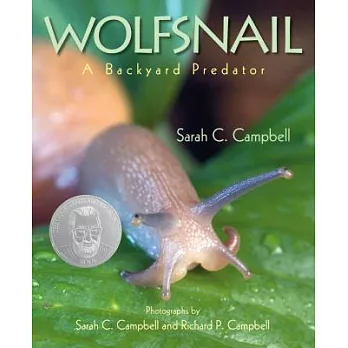 Wolfsnail  : a backyard predator