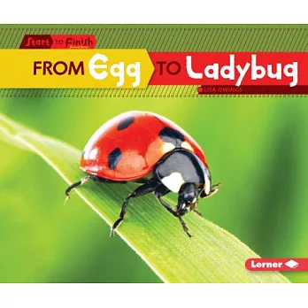 From egg to ladybug