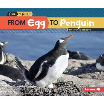 From egg to penguin