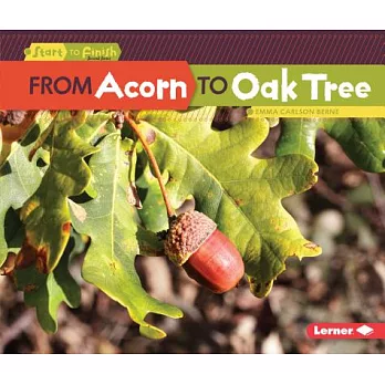 From acorn to oak tree