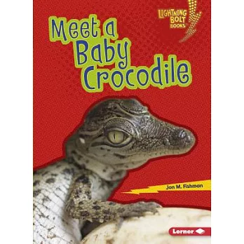 Meet a baby crocodile