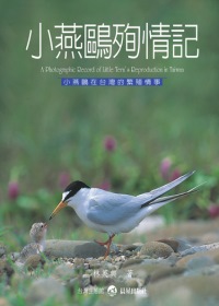 小燕鷗殉情記 : 小燕鷗在臺灣的繁殖情事