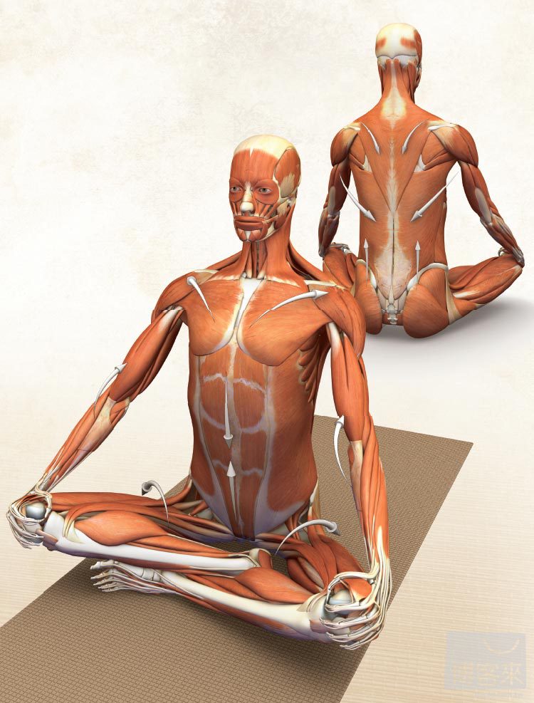 ►GO►最新優惠► [暢銷書]身體前彎及髖關節伸展瑜伽：矯正骨盆、強化肌群、遠離疼痛的身體解剖書