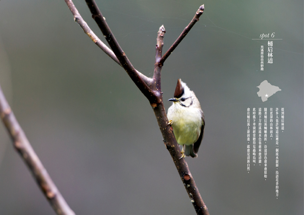 ►GO►最新優惠► [暢銷書]台灣經典賞鳥路線：出發賞鳥去!鳥類觀察與攝影的實戰祕笈