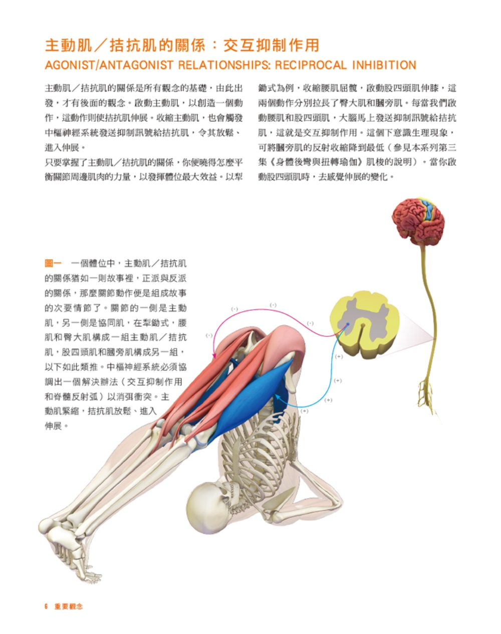 ►GO►最新優惠► [暢銷書]上肢平衡與倒立瑜伽：激發腦內啡、活化心肺、調節神經系統的精準瑜伽解剖書