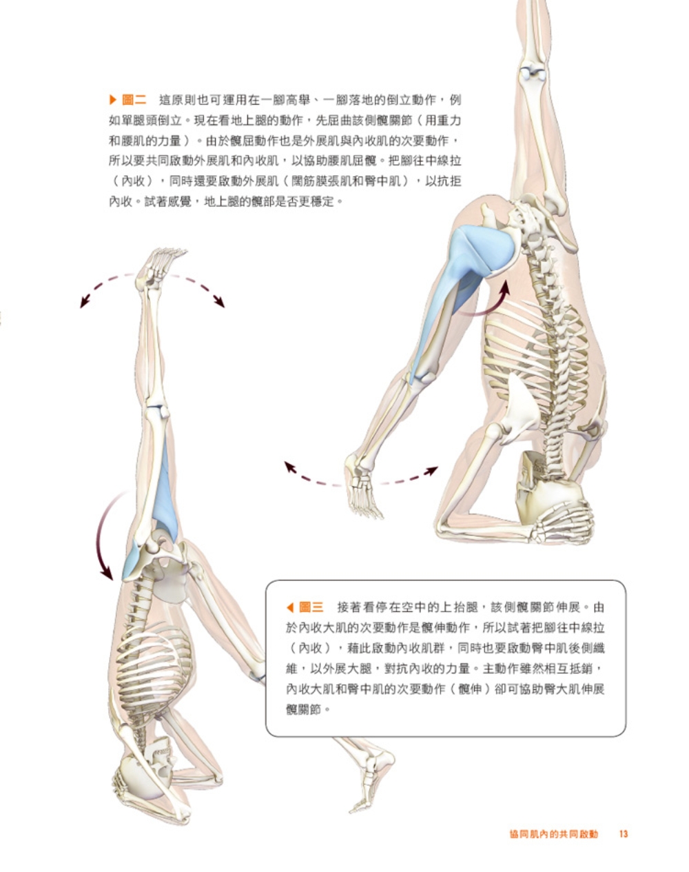 ►GO►最新優惠► [暢銷書]上肢平衡與倒立瑜伽：激發腦內啡、活化心肺、調節神經系統的精準瑜伽解剖書