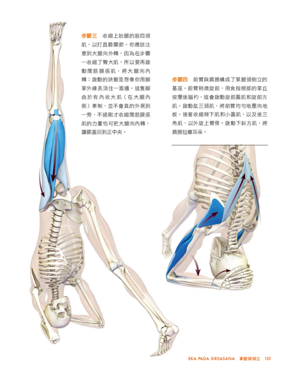 ►GO►最新優惠► [暢銷書]上肢平衡與倒立瑜伽：激發腦內啡、活化心肺、調節神經系統的精準瑜伽解剖書