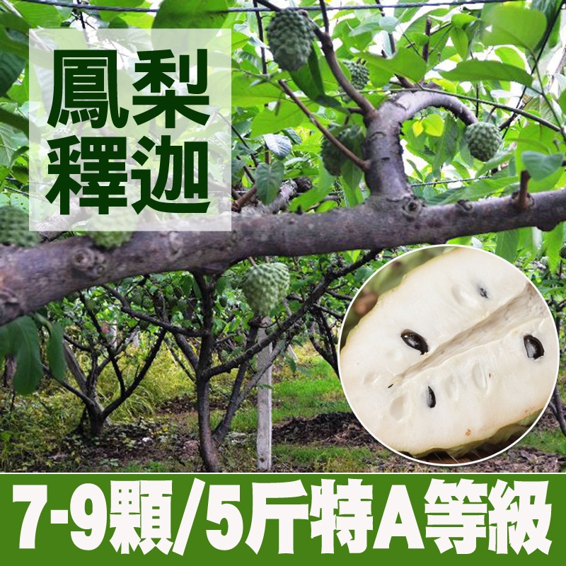 《產地直送》正宗台東鳳梨釋迦(7-9顆特Ａ等級)5斤/箱X2箱