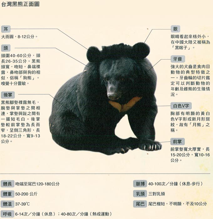 台灣黑熊正面立身圖 