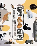 貓咪花色圖鑑：看懂超有趣的貓咪遺傳學！