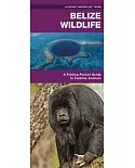 Belize Wildlife: A Folding Pocket Guide to Familiar Animals
