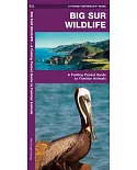 Big Sur Wildlife: A Folding Pocket Guide to Familiar Regional Animals