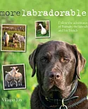 Morelabradorable: Follow the adventures of Barnaby the labrador and his friends