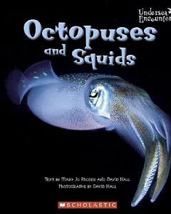 Octopuses And Squids