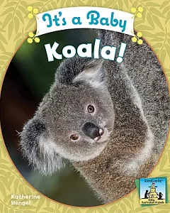 It’s a Baby Koala!