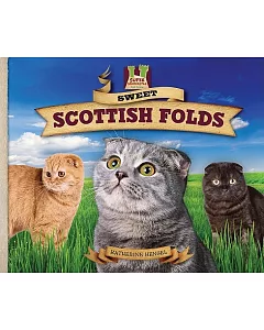 Sweet Scottish Folds