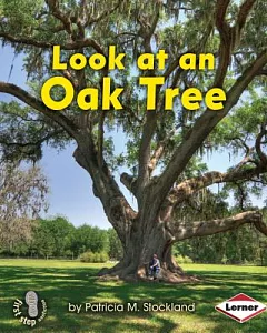 Look at an Oak Tree