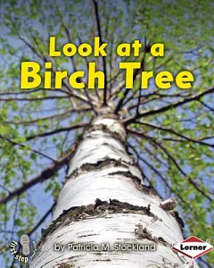 Look at a Birch Tree