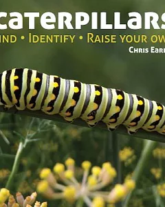 Caterpillars: Find - Identify - Raise Your Own