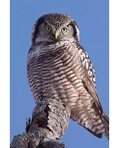 Northern Hawk Owl: Lined