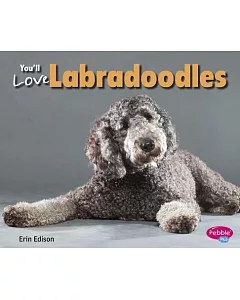 You’ll Love Labradoodles