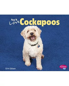 You’ll Love Cockapoos
