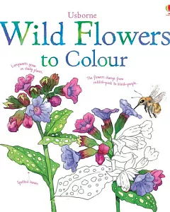 Wild Flowers to Colour