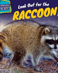 Look Out for the Raccoon!