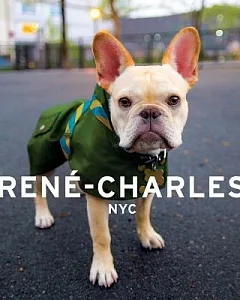 Rene-charles NYC: Little Bulldog in the Big City