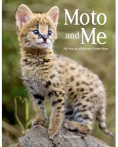 Moto and Me: My Year As a Wildcat’s Foster Mom