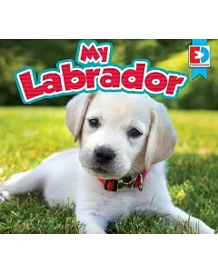 My Labrador