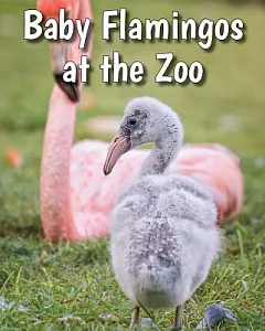 Baby Flamingos at the Zoo