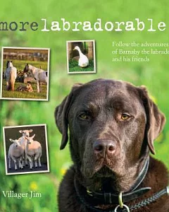 Morelabradorable: Follow the adventures of Barnaby the labrador and his friends