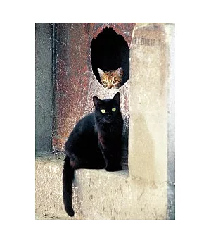 貓咪兩相好明信片
