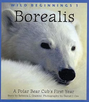 Borealis: A Polar Bear Cub’s First Year