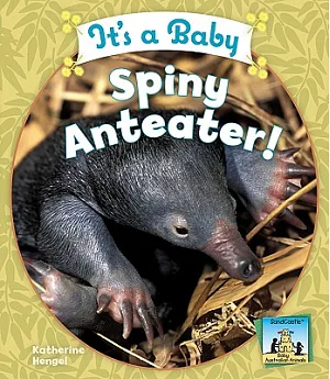 It’s a Baby Spiny Anteater!
