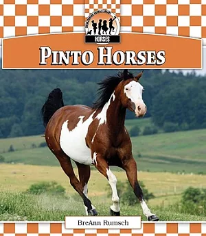Pinto Horses