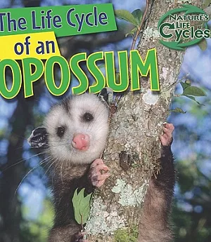The Life Cycle of an Opossum