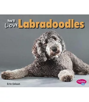 You’ll Love Labradoodles
