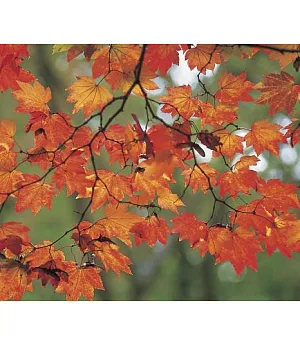 Memo Block - Autumn Leaves