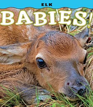 Elk Babies!