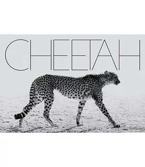 Mark Segal: Cheetah