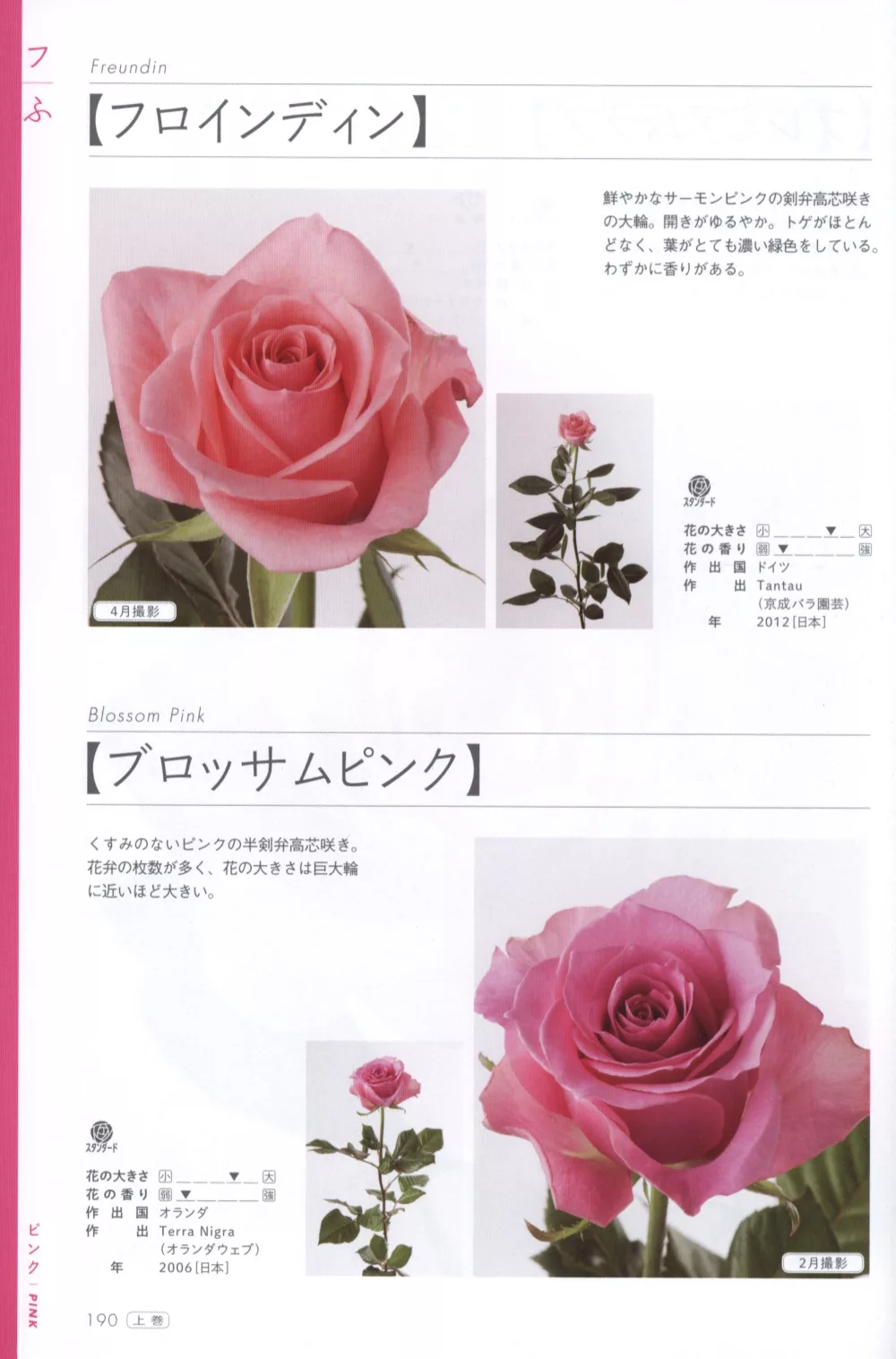 玫瑰薔薇圖鑑1000 上卷 526品種 買書網