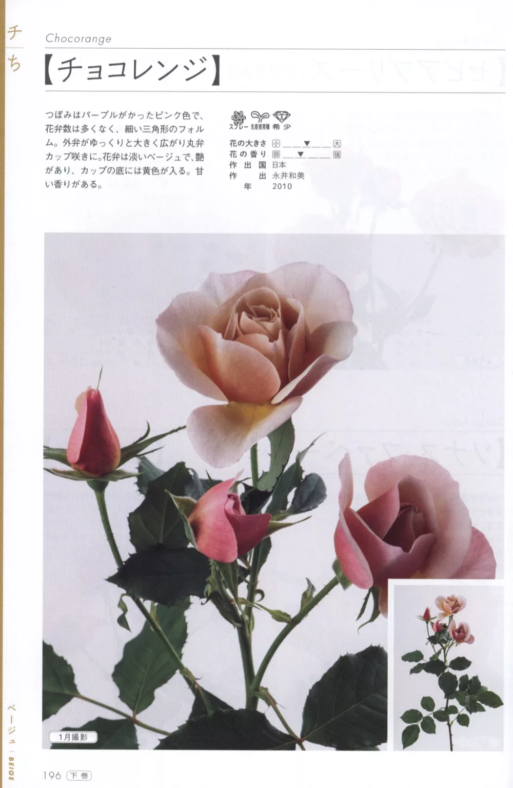 玫瑰薔薇圖鑑1000 下卷 474品種 買書網
