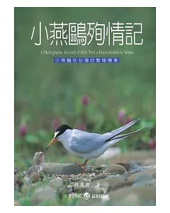小燕鷗殉情記：小燕鷗在台灣的繁殖情事